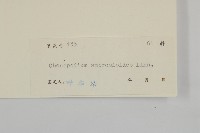 臭杏、土荊芥藏品圖，第3張