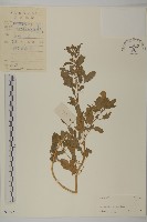 藜、灰藜藏品圖，第1張