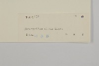 藜、灰藜藏品圖，第3張