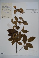 密毛假黃楊藏品圖，第1張