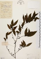 山胡椒藏品圖，第1張