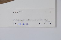 闊葉瓜馥木藏品圖，第2張