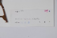 疏毛厚殼樹藏品圖，第2張