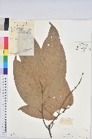 紅勾栲藏品圖，第1張