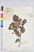 白臼藏品圖，第1張