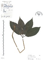 七葉一枝花藏品圖，第1張