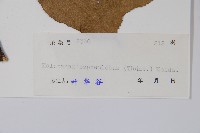 刺楸，蓖麻葉五加藏品圖，第2張