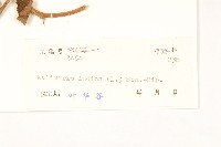 雞兒腸藏品圖，第3張