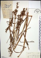 扭鞘香茅藏品圖，第1張