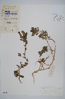 凹頭莧藏品圖，第1張