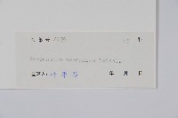 凹頭莧藏品圖，第2張