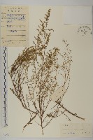 茵蔯蒿藏品圖，第1張