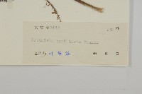 茵蔯蒿藏品圖，第3張