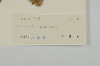 藜、灰藜藏品圖，第3張