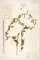 一枝香藏品圖，第1張