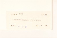 一枝香藏品圖，第3張