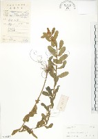 線葉野百合藏品圖，第1張