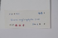 大葉黃楊藏品圖，第2張