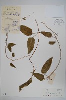 西藏吊燈花藏品圖，第1張