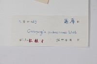西藏吊燈花藏品圖，第2張