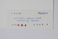 京梨獼猴桃藏品圖，第2張