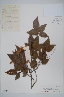 小紫果槭藏品圖，第1張