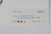 小紫果槭藏品圖，第2張