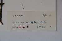 樺葉莢迷、玉山莢迷藏品圖，第2張