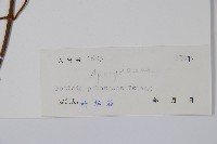 毛帘子藤藏品圖，第2張