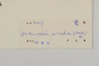 魚眼菊藏品圖，第3張