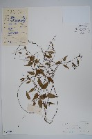 七層樓藏品圖，第1張