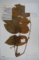 小果絨毛漆藏品圖，第1張