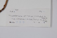 小果絨毛漆藏品圖，第2張