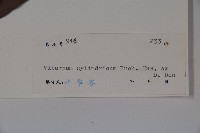 水紅木藏品圖，第2張