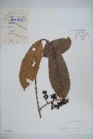 短序莢迷藏品圖，第1張