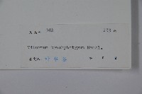 短序莢迷藏品圖，第2張