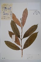 黃花球蘭藏品圖，第1張