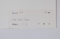 黃花球蘭藏品圖，第2張