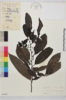 尼布魯鼠李藏品圖，第1張