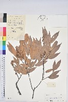 刺栲、鉤栗、火燒柯藏品圖，第1張