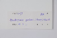 變葉樹參藏品圖，第2張