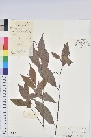 日本五月茶、南投五月茶藏品圖，第1張