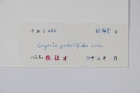 掌裂葉秋海棠藏品圖，第2張