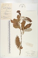 銀果胡頹子藏品圖，第1張