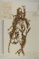 南艾蒿藏品圖，第1張