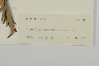 南艾蒿藏品圖，第3張