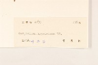 秋鼠麴草藏品圖，第3張