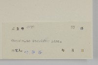 狗筋蔓藏品圖，第3張