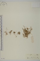 瓜槌草、漆姑草藏品圖，第1張