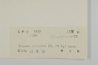 瓜槌草、漆姑草藏品圖，第2張